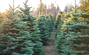 picking-christmas-tree-s